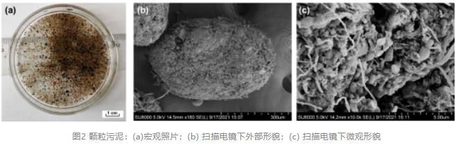 追踪AGS：连续流好氧颗粒污泥实现污水厂原位扩能改造