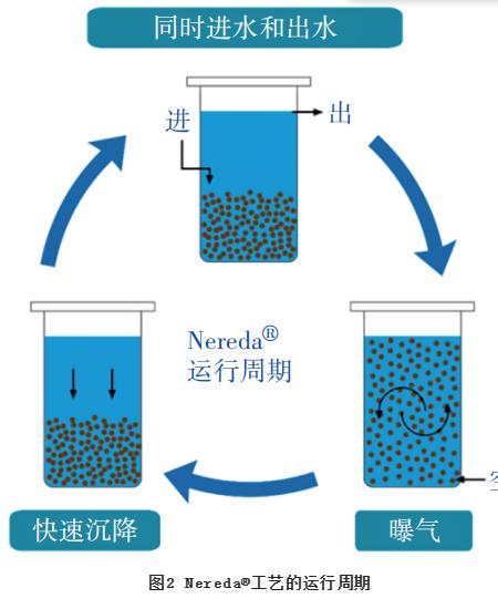 Nereda好氧颗粒污泥工艺的脱氮除磷性能及工程实例