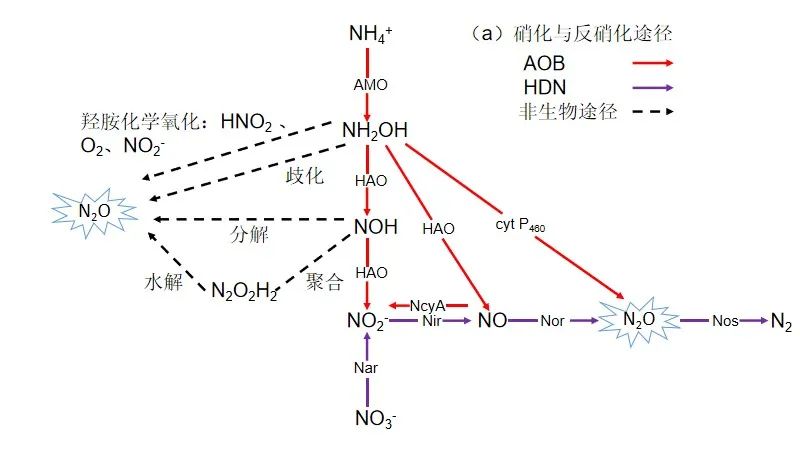 综述分析 | 污水处理过程N2O排放：过程机制与控制策略-环保卫士